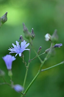BUITEN BEELD Foto: 440327