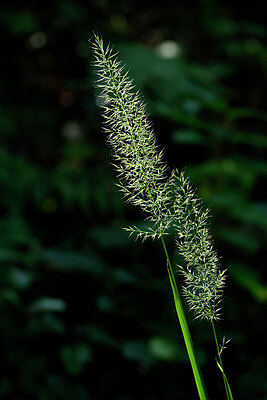 BUITEN BEELD Foto: 440328