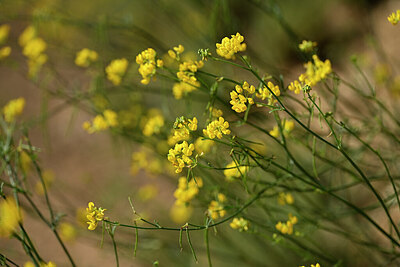 BUITEN BEELD Foto: 440331