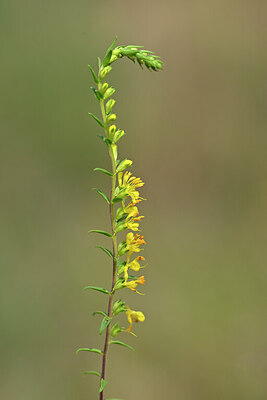 BUITEN BEELD Foto: 440336