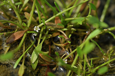 BUITEN BEELD Foto: 440337