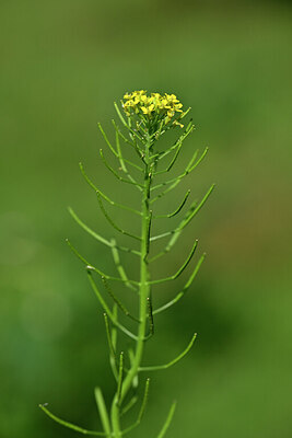 BUITEN BEELD Foto: 440338