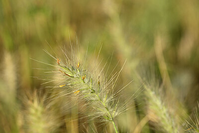 BUITEN BEELD Foto: 440342