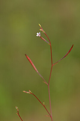 BUITEN BEELD Foto: 440343
