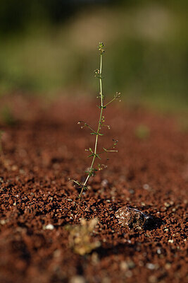 BUITEN BEELD Foto: 440345