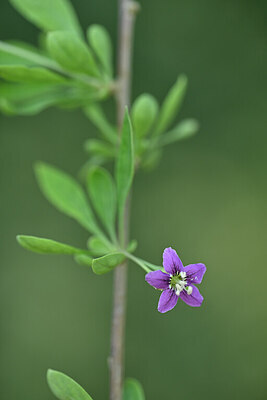 BUITEN BEELD Foto: 440347