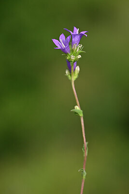 BUITEN BEELD Foto: 440349