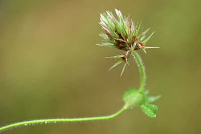 BUITEN BEELD Foto: 440350