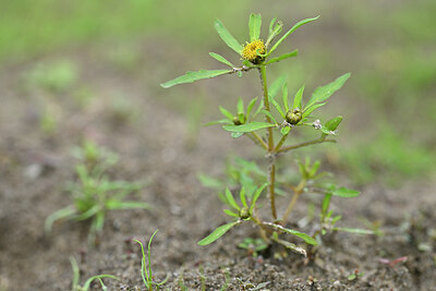 BUITEN BEELD Foto: 440351