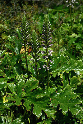 BUITEN BEELD Foto: 440352