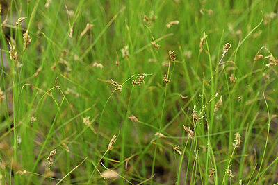 BUITEN BEELD Foto: 440354