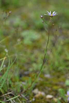 BUITEN BEELD Foto: 440355