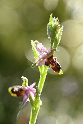 BUITEN BEELD Foto: 440356