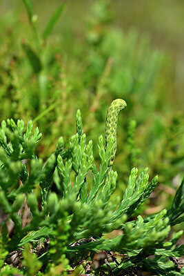 BUITEN BEELD Foto: 440358