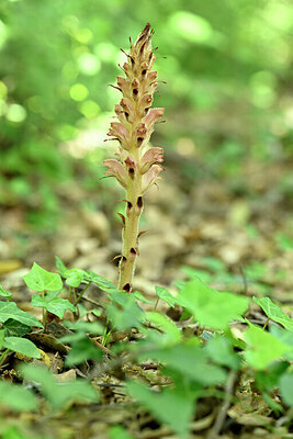 BUITEN BEELD Foto: 440361