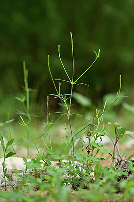 BUITEN BEELD Foto: 440362