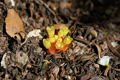 BUITEN BEELD Foto: 440365