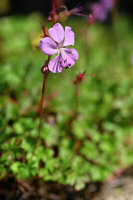 BUITEN BEELD Foto: 440367