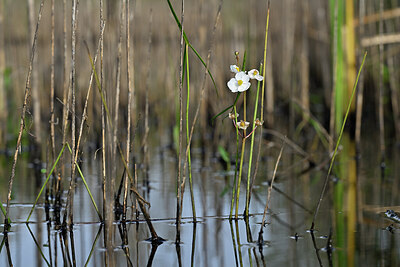 BUITEN BEELD Foto: 440370