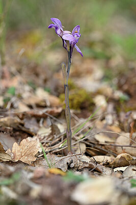BUITEN BEELD Foto: 440374