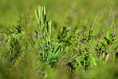 BUITEN BEELD Foto: 440376