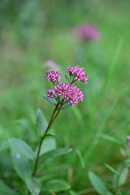 BUITEN BEELD Foto: 440377