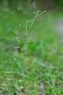 BUITEN BEELD Foto: 440381