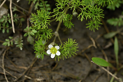 BUITEN BEELD Foto: 440383