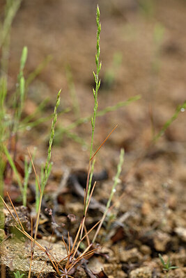 BUITEN BEELD Foto: 440384