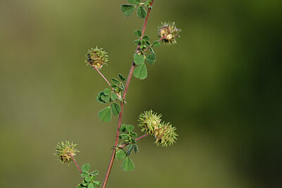 BUITEN BEELD Foto: 440386