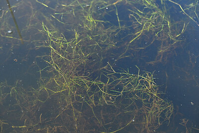 BUITEN BEELD Foto: 440398