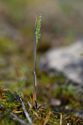 BUITEN BEELD Foto: 440401