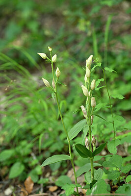 BUITEN BEELD Foto: 440406