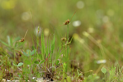 BUITEN BEELD Foto: 440407