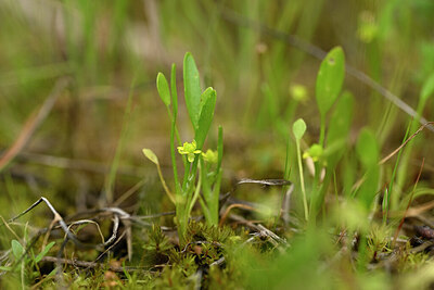 BUITEN BEELD Foto: 440410