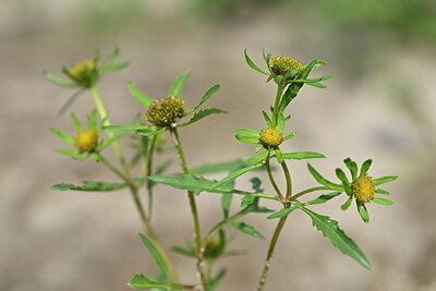 BUITEN BEELD Foto: 440412
