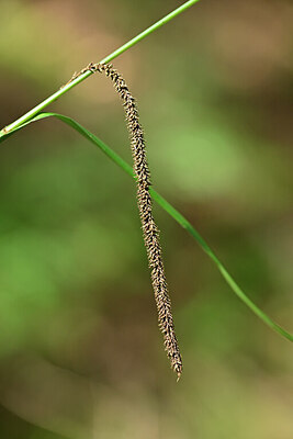 BUITEN BEELD Foto: 440419