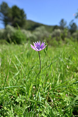 BUITEN BEELD Foto: 440421