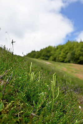 BUITEN BEELD Foto: 440422