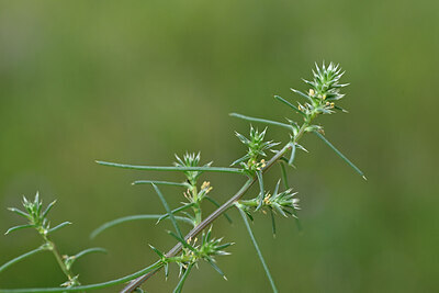 BUITEN BEELD Foto: 440424