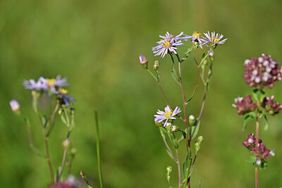 BUITEN BEELD Foto: 440425