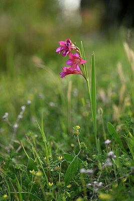 BUITEN BEELD Foto: 440426
