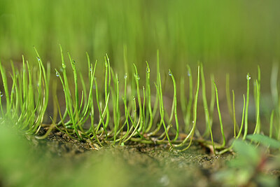 BUITEN BEELD Foto: 440428