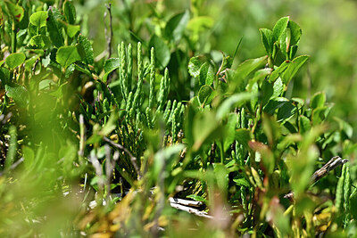 BUITEN BEELD Foto: 440430
