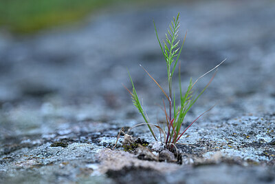BUITEN BEELD Foto: 440433