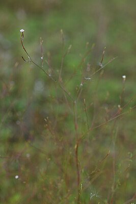 BUITEN BEELD Foto: 440438