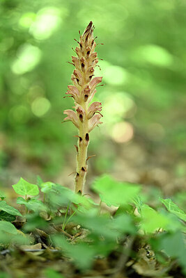 BUITEN BEELD Foto: 440446