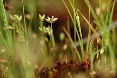 BUITEN BEELD Foto: 440453