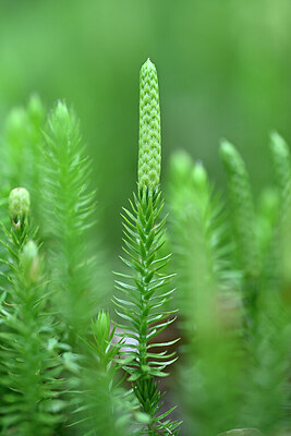 BUITEN BEELD Foto: 440454