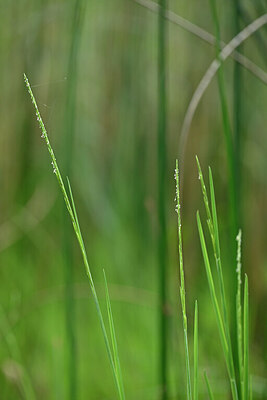 BUITEN BEELD Foto: 440456